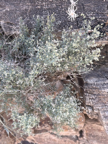 Johnstonella racemosa observed 2026-04-18