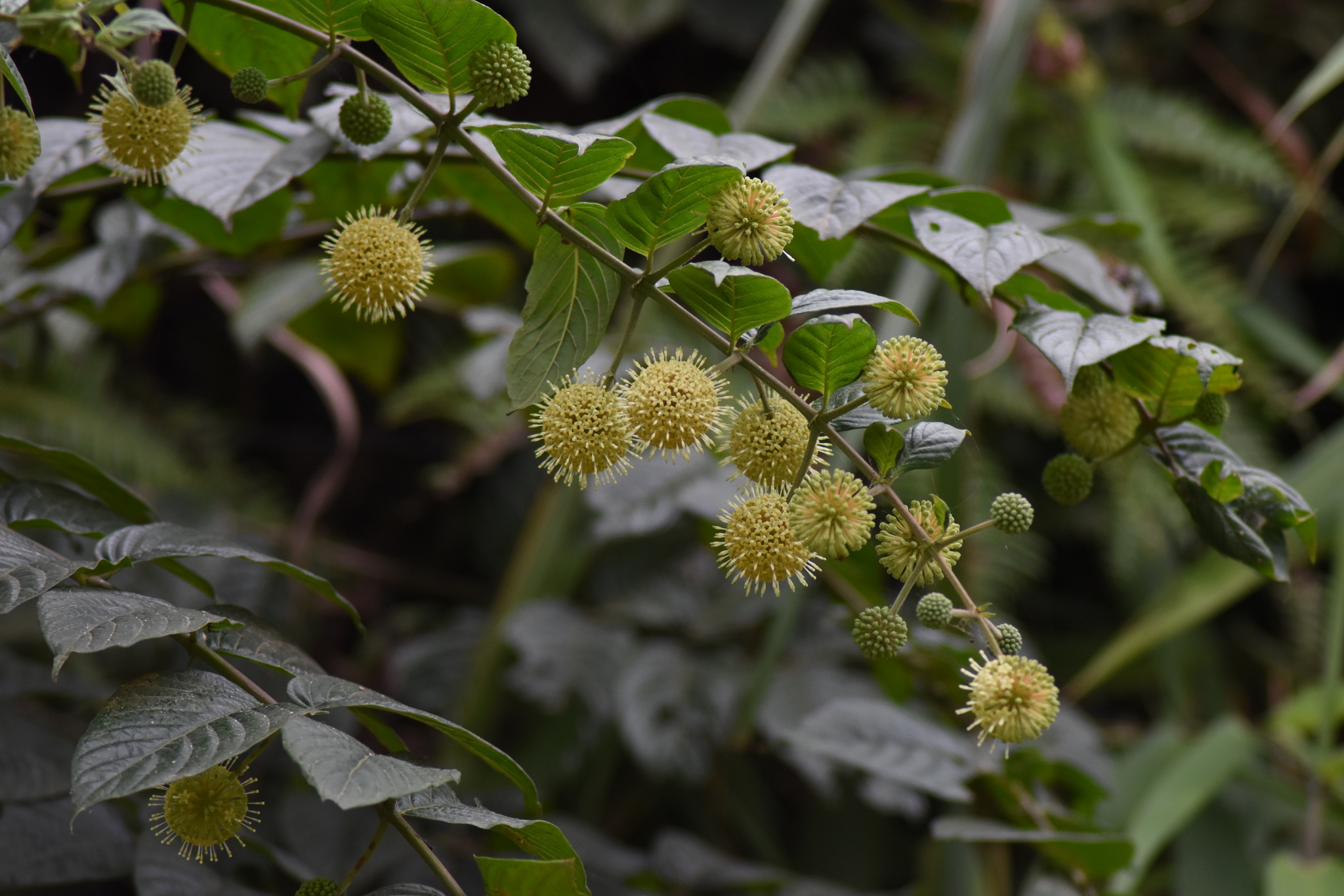 Cephalanthus tetrandrus (Cephalanthus tetrandrus)