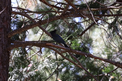 iNaturalist observation photo of Steller's Jay