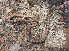 Lampropeltis gentilis
