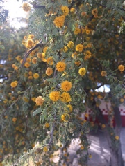 Vachellia farnesiana