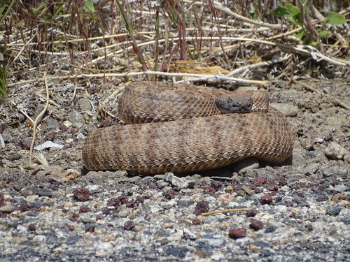 iNaturalist observation photo of Panamint Rattlesnake