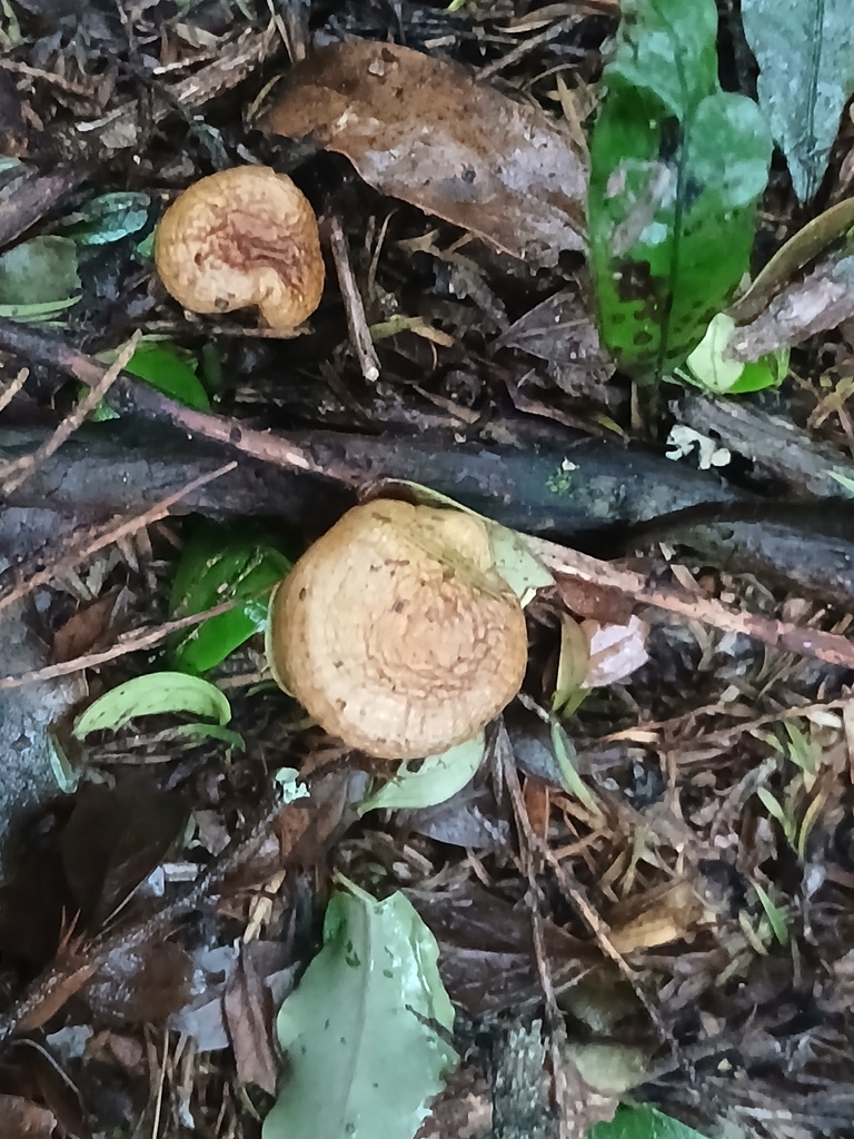 Cortinarius calaisopus · April 2026 · photo: © bigfarma2017 (iNaturalist, cc-by)