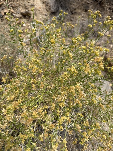 Amphipappus fremontii, 2026-04-18