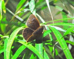 Lymanopoda euopis image
