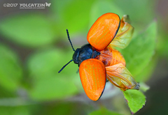 Labidomera suturella