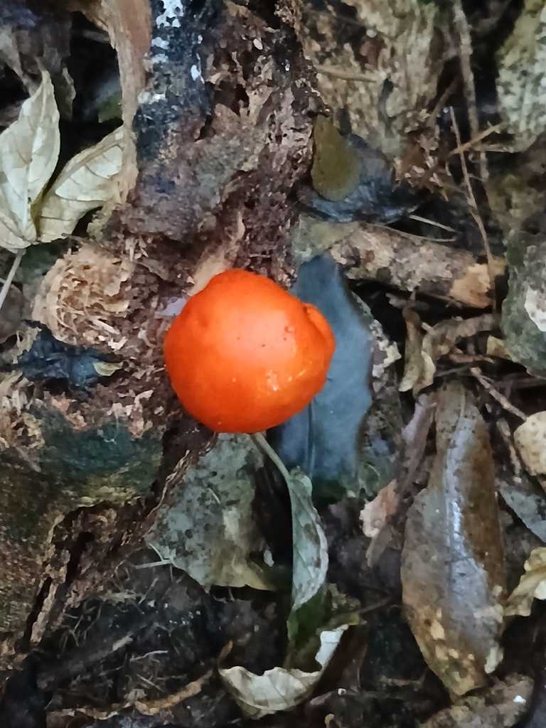 Leratiomyces erythrocephalus · April 2026 · photo: © bigfarma2017 (iNaturalist, cc-by)
