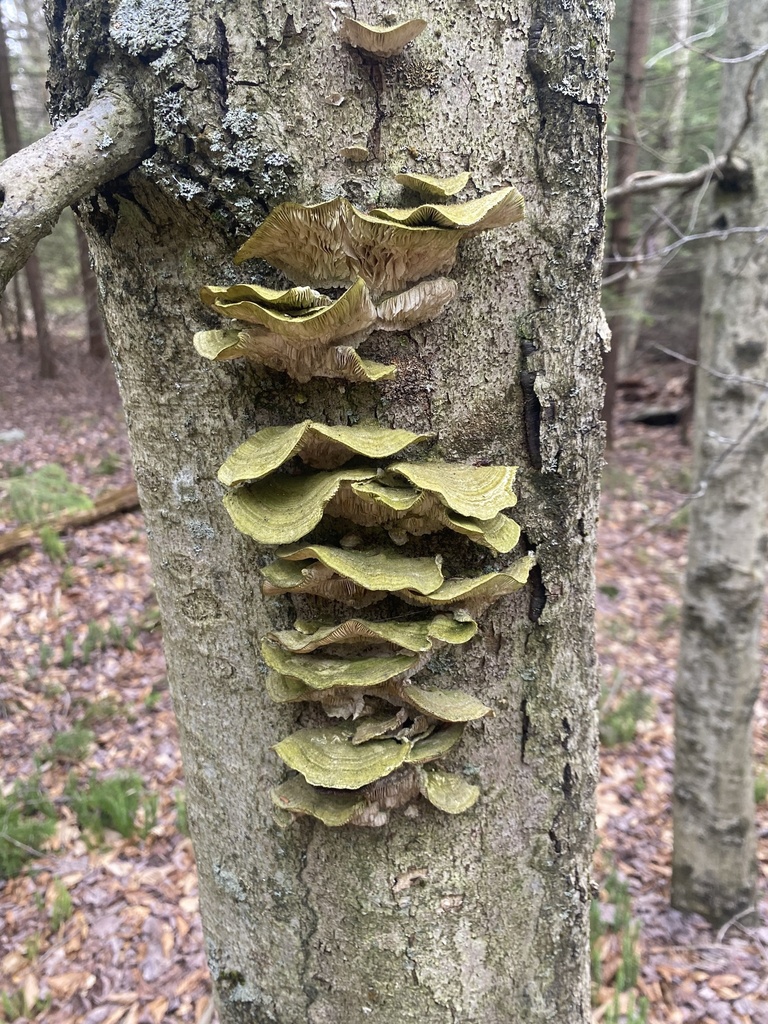 Trametes betulina · April 2026 · photo: © tylersavitski (iNaturalist, cc-by-sa)