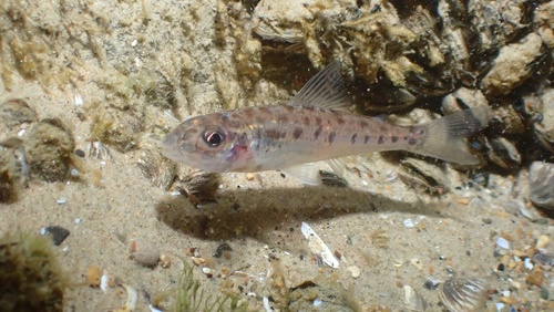 Silver chub (Percopsis omiscomaycus) — Percopsidae