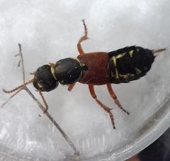 Staphylinus caesareus