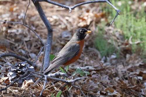iNaturalist observation photo of American Robin