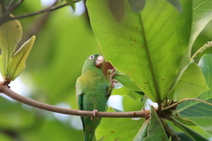 Brotogeris jugularis