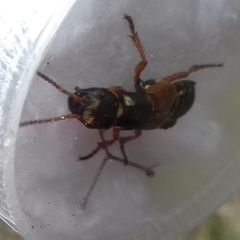 Staphylinus caesareus