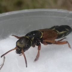 Staphylinus caesareus