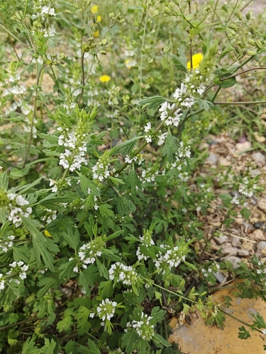 Lagopsis supina