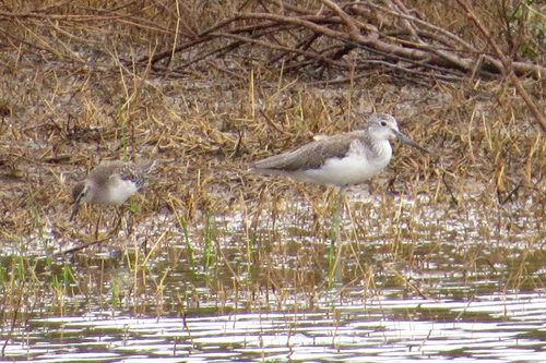 Common Greenshank