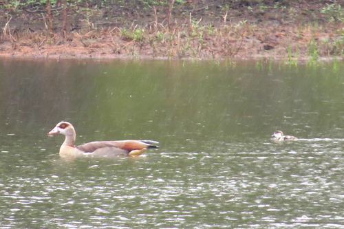 Egyptian Goose