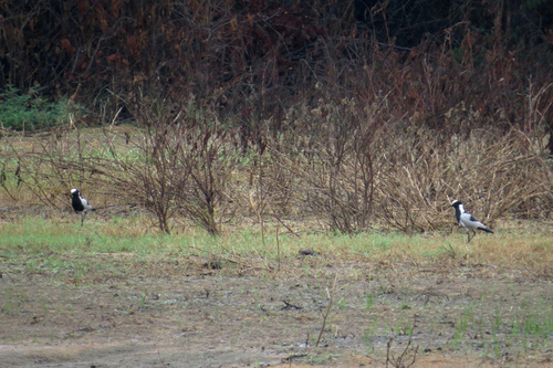 Blacksmith Lapwing