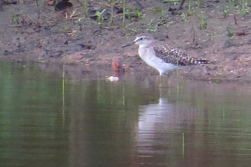 Wood Sandpiper