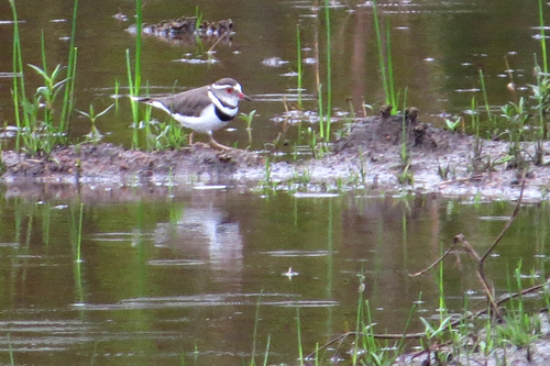 African Three-banded Plover