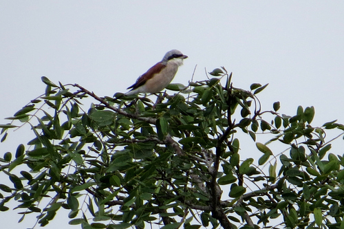 Red-backed Shrike
