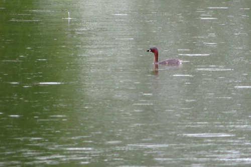 Little Grebe