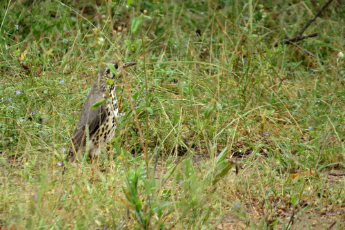 Groundscraper Thrush