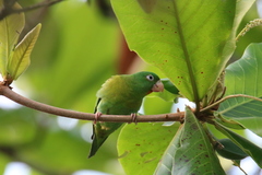 Brotogeris jugularis