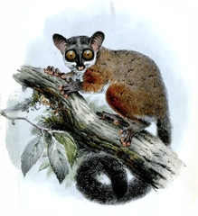 Allen's Galago photo 3