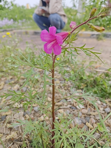 Fern-leaved Trumpet-flower