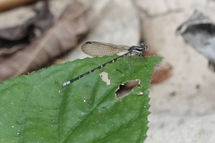 Argia pulla