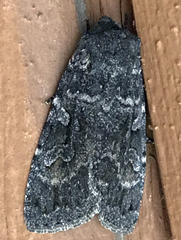 Eurois nigra