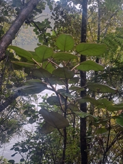 Brachyglottis rotundifolia, photograph author not stated, no rights reserved