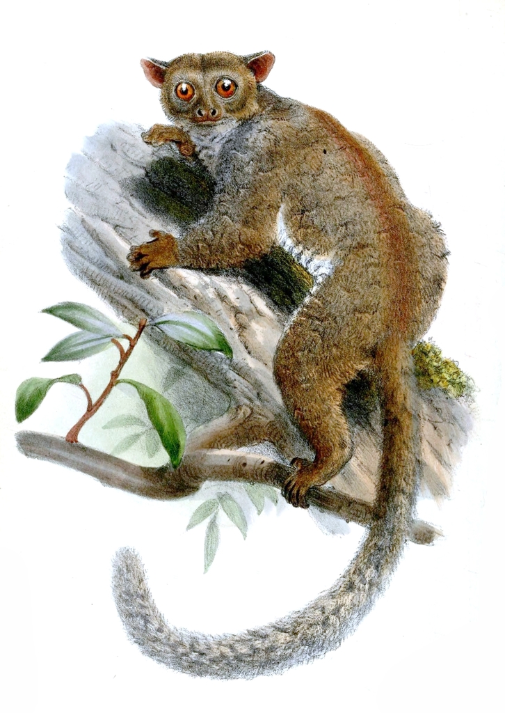 Northern Needle-Clawed Bushbaby