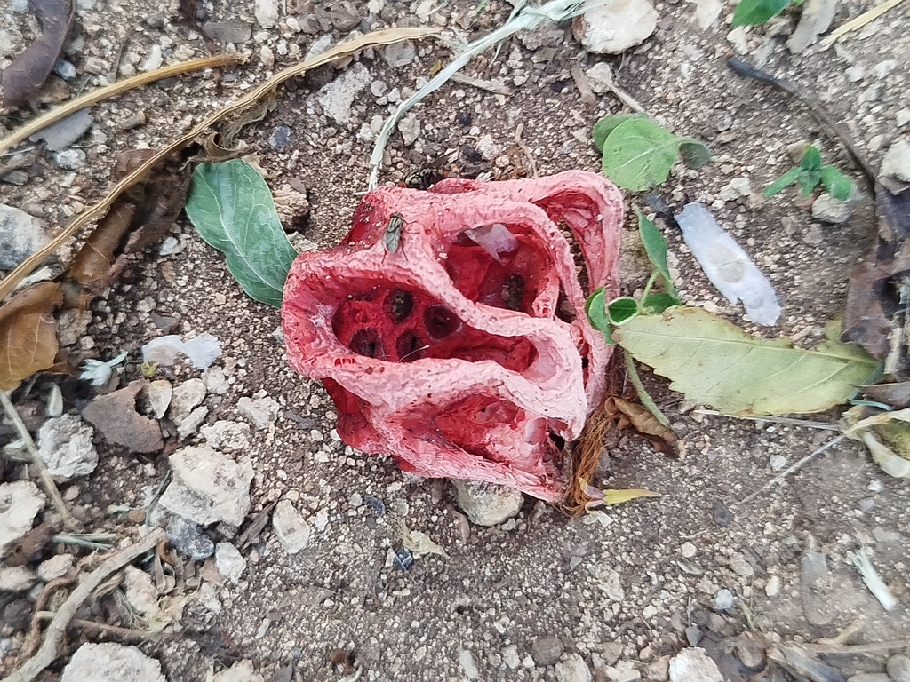 Clathrus crispus · April 2026 · photo: © arquinaturalista (iNaturalist, cc-by)