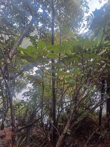 Brachyglottis rotundifolia, photograph 5