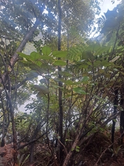 Brachyglottis rotundifolia, photograph author not stated, no rights reserved