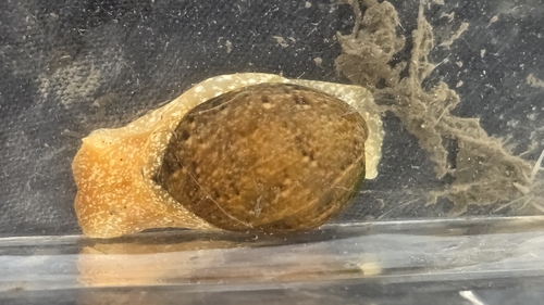 Bulla gouldiana