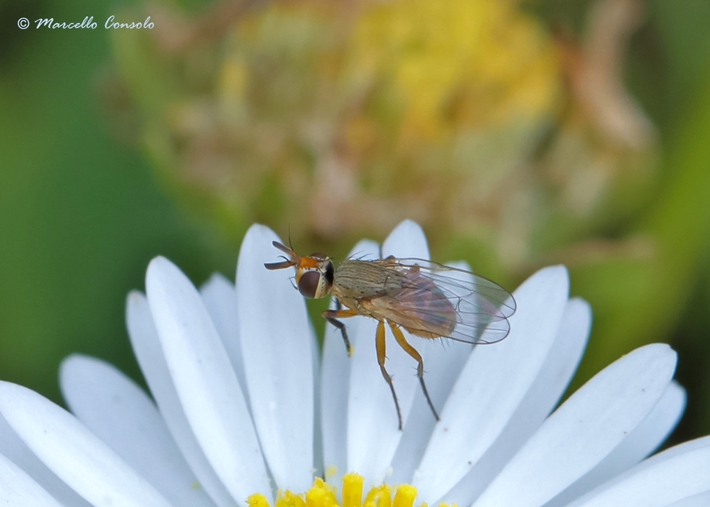 Sorghum Shoot Fly