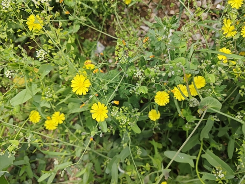 sonchus-leaf crepidiastrum