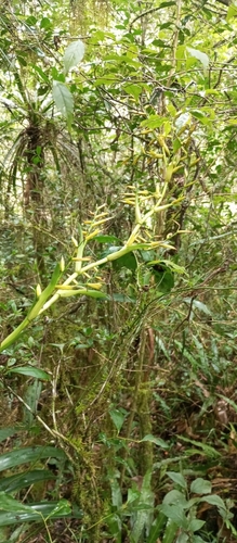 Vriesea friburgensis, photograph 1