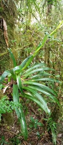 Vriesea friburgensis, photograph 2