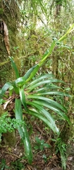Vriesea friburgensis, photograph (c) Paulo C. O. Cunha, some rights reserved (CC BY)