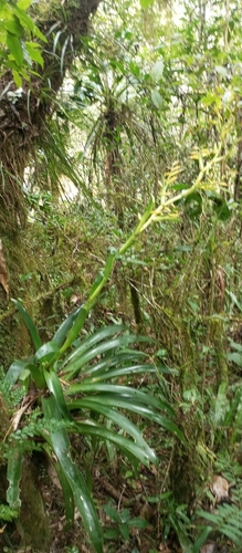 Vriesea friburgensis, photograph 3