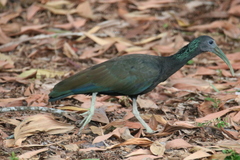 Mesembrinibis cayennensis