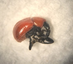 Homoeolabus analis
