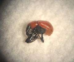 Homoeolabus analis
