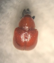 Homoeolabus analis