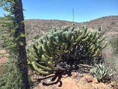 Myrtillocactus cochal, photograph author not stated, no rights reserved