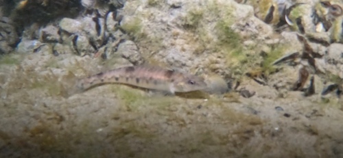 Percina caprodes